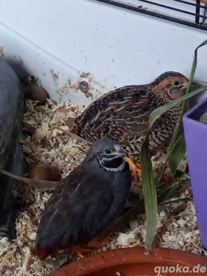  Chinesische Zwergwachteln aus Nachzucht 2025 Bild 4