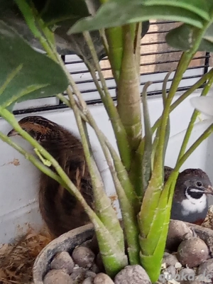  Chinesische Zwergwachteln aus Nachzucht 2025