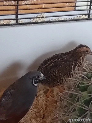  Chinesische Zwergwachteln aus Nachzucht 2025 Bild 3