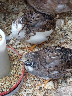  Chinesische Zwergwachteln aus Nachzucht 2025 Bild 5