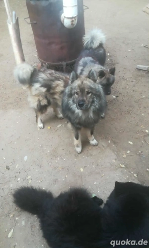 Zwei reinrassige Jungrüden sind noch in liebe Hände gegen Schutzgebühr und Abgabevertrag abzugeben Bild 2