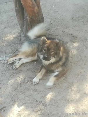 Zwei reinrassige Jungrüden sind noch in liebe Hände gegen Schutzgebühr und Abgabevertrag abzugeben Bild 1