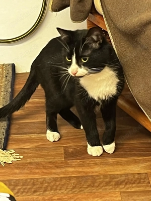 schöner junger Kater Fantik sucht ein Zuhause, am liebsten mit seiner Schwester Melanie