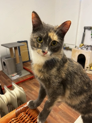 verspielte junge Katze Melanie sucht ein schönes Zuhause, am liebsten mit ihrem Bruder Fantik