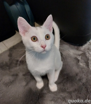 Babykatzen zu Verkaufen