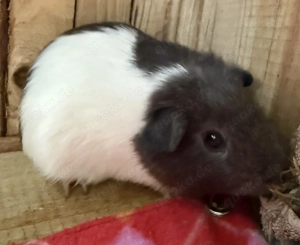 Meerschweinchen Mädels Glatthaar tdt