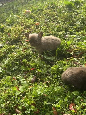 Süßer Chihuahua Welpen (Bruno) sucht als letzter sein Traum zuhause
