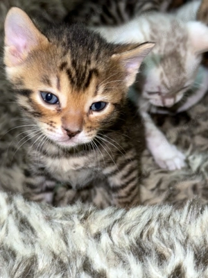 Reinrassige Bengal Kitten mit Stammbaum