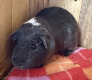 Meerschweinchen GH tdt Mädel