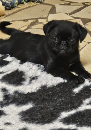 Altdeutsche Mops Welpen