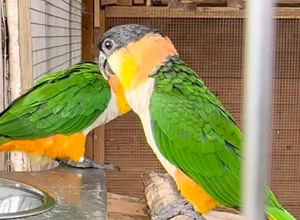 Grünzügelpapagei 1.0 NZ Bild 2