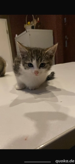 Katzenbabys (geb. 17.08.2025) suchen liebevolles Zuhause