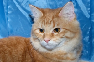 Rote Maine Coon Mix Katze