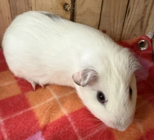 Meerschweinchen Glatthaar tdt