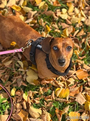  Dackelhündin dringend abzugeben