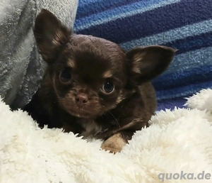 Chihuahua Welpe