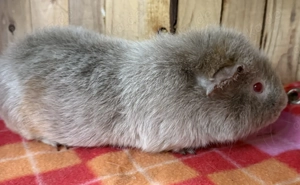 Meerschweinchen US Teddy Flieder  Bild 2