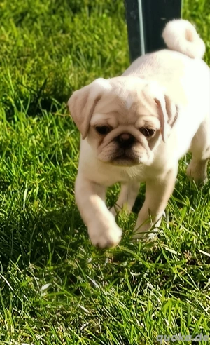 Süßer Creme Rüde ist auf der Suche nach seiner neuen Familie 