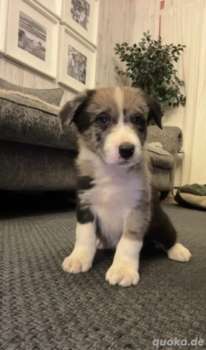 Reinrassige Border Collie Welpen suchen ein liebevolles Zuhause.