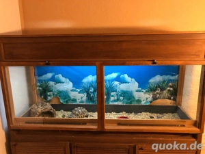 Terrarium ideal für Schildkröten, Bartagamen oder Geckos zu verschenken  Bild 2