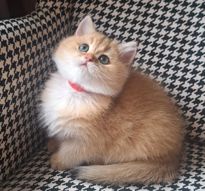 Bkh black golden shaded kitten jungs 