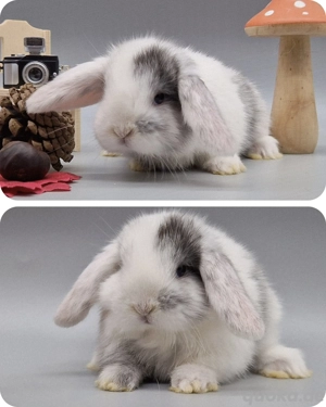 mini Lop  zwergwidder