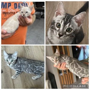 Bengal kitten Snow Lynx =Silber =Blue Mit Stammbaum 