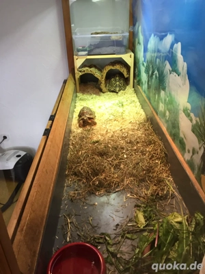 Terrarium ideal für Schildkröten, Bartagamen oder Geckos zu verschenken  Bild 3