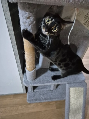 Schwarze bengal Kätzchen sucht ein neues Zuhause 