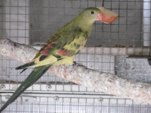 Bergsittiche ges. verd. spalt Lutino