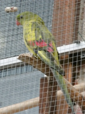 Bergsittich ges. verd. spalt Lutino