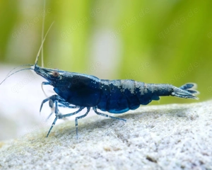 Neocaridina davidi Blau