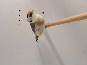 Stieglitz sceke paar 