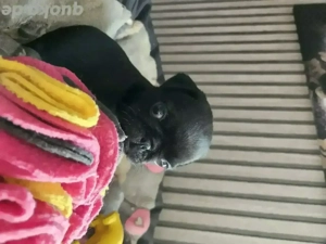 bezaubernde mopswelpen