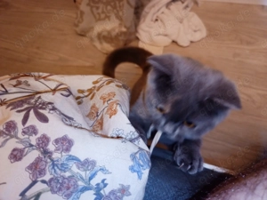 1 süsse BKH weibchen 5 Monate reinrassig ab sofort abzugeben 