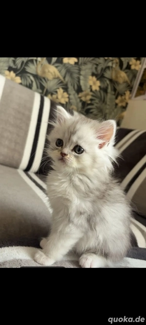 Persiche katze Kastriert 