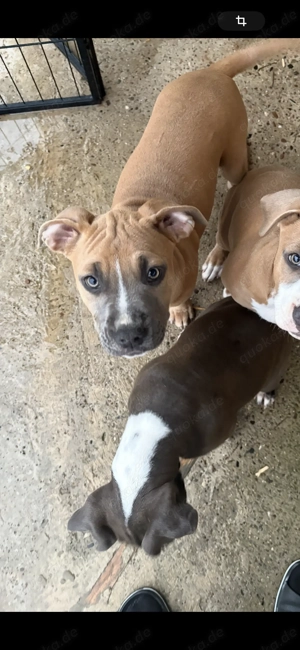 Staford shire terrier