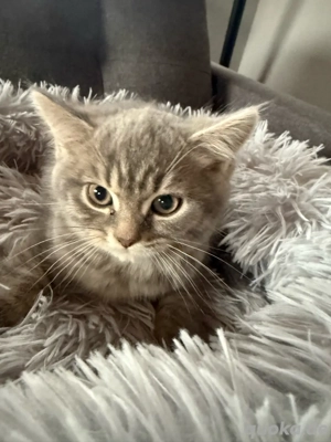 Bkh mix Kitten Katzenbaby 