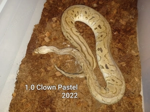 Königspython  Bild 2