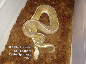 Königspython  Bild 3