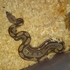 Boa constrictor Dnz25 0.1 Labyrinth  Bild 2