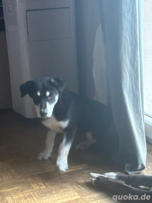 Husky-Labrador Welpe 