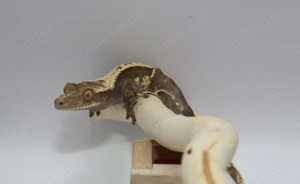 Kronengecko - T1 - Gecko - Correlophus ciliatus - Crested Gecko - 1.0