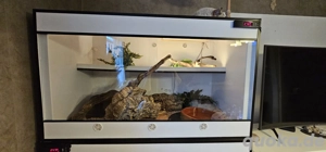 Spider Königspython mit Terrarium