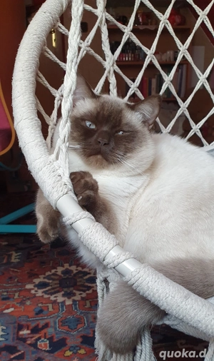 liebevolle neue Familie für unseren Wohnungskater gesucht   