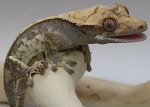 Kronengecko - T2 - Gecko - Correlophus ciliatus - Crested Gecko - 0.1