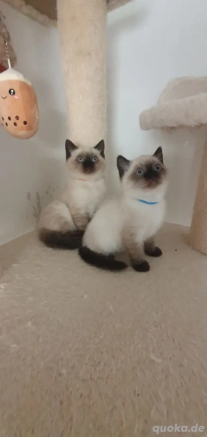 Bkh Kitten. Point .Blau Augen. 