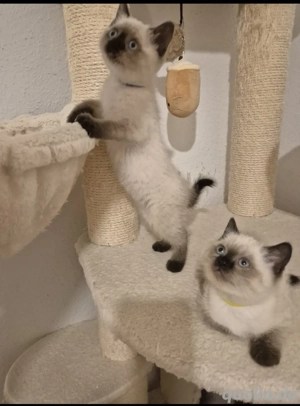 Britisch kurzhaar Kitten. Blau Augen