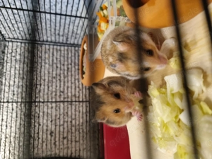 Hamsterbabys abzugeben 