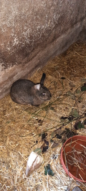 Wiener Kaninchen aus privater Haltung zu vetkaufen
